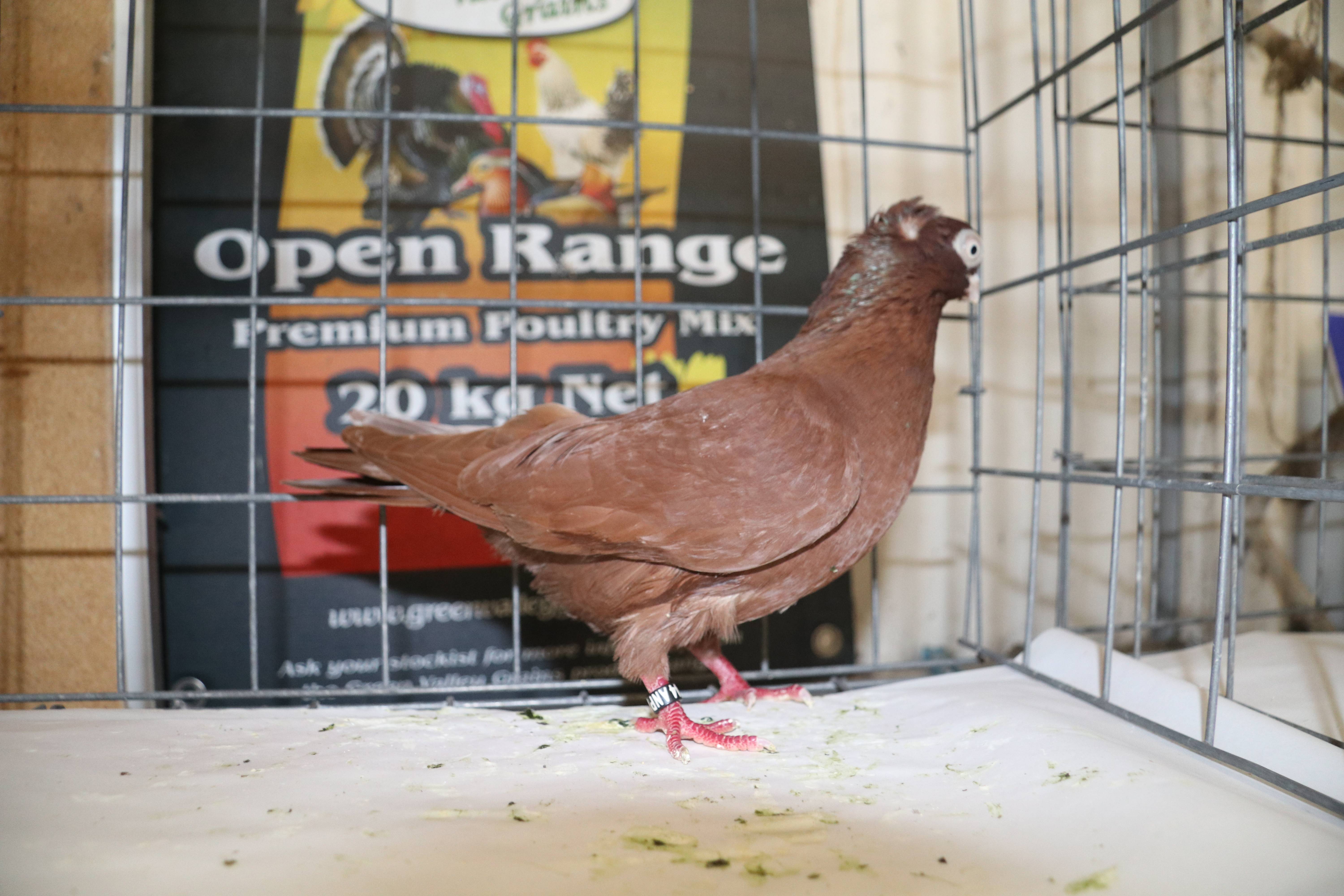 Sitemapcdatahttpscookniqoocomtir Au Pigeon Gifinull